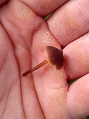 Macrocystidia cucumis