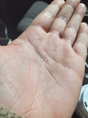 Blepharoneuron tricholepis