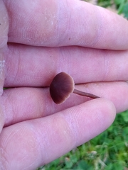 Macrocystidia cucumis