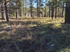 Blepharoneuron tricholepis