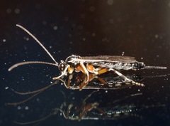 Itoplectis conquisitor