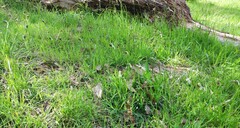 Pterostylis cucullata