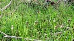 Pterostylis cucullata