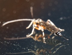 Itoplectis conquisitor