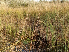 Cladium mariscus