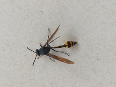 Phimenes flavopictus blanchardi