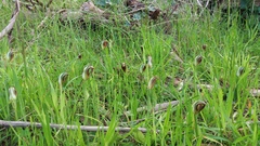 Pterostylis cucullata