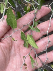 Celtis pallida
