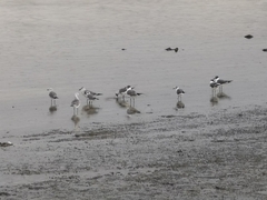 Leucophaeus atricilla