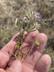 Pediomelum linearifolium