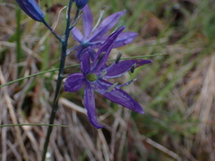 Camassia