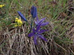 Camassia