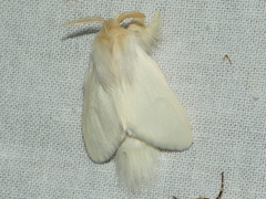 Trichiocercus sparshalli