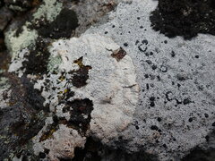 Lecanora rupicola