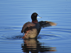 Oxyura australis