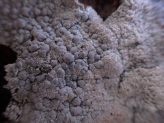 Lecanora rupicola