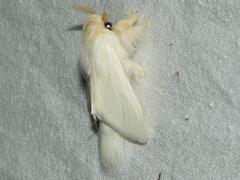 Trichiocercus sparshalli