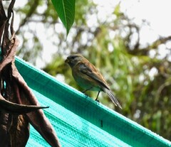 Catamenia analis