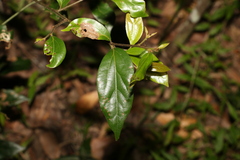 Cryptocarya triplinervis pubens