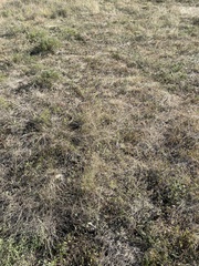 Pediomelum linearifolium