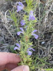 Salvia engelmannii