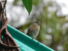 Catamenia analis