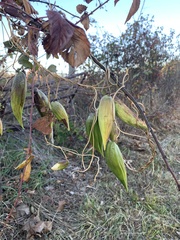 Asclepiadoideae