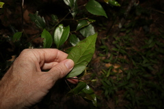 Cryptocarya triplinervis pubens
