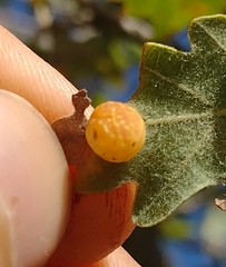 Cynips quercus