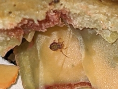 Dicyrtomina