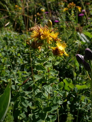 Hypericum maculatum maculatum
