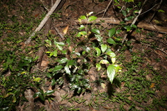 Cryptocarya triplinervis pubens