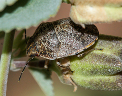 Sphyrocoris obliquus
