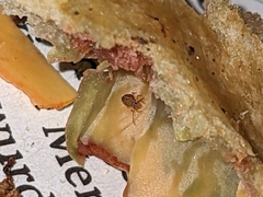 Dicyrtomina