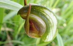 Pterostylis cucullata