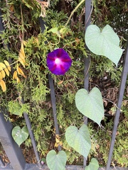 Ipomoea purpurea