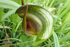 Pterostylis cucullata