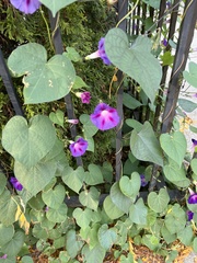 Ipomoea purpurea