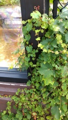 Parthenocissus tricuspidata