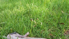 Pterostylis cucullata