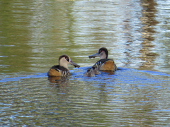 Malacorhynchus membranaceus