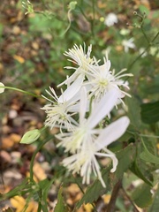 Clematis flammula