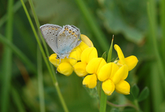 Plebejus argyrognomon