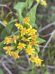 Trixis inula