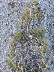 Euphorbia polygonifolia