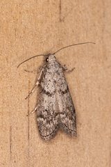 Heteromicta pachytera