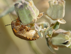 Sphyrocoris obliquus