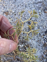 Euphorbia polygonifolia