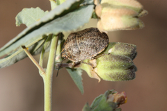 Sphyrocoris obliquus
