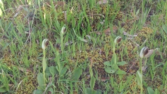Pterostylis cucullata